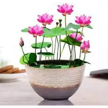 lotus plant-7a-1548919-82692.webp